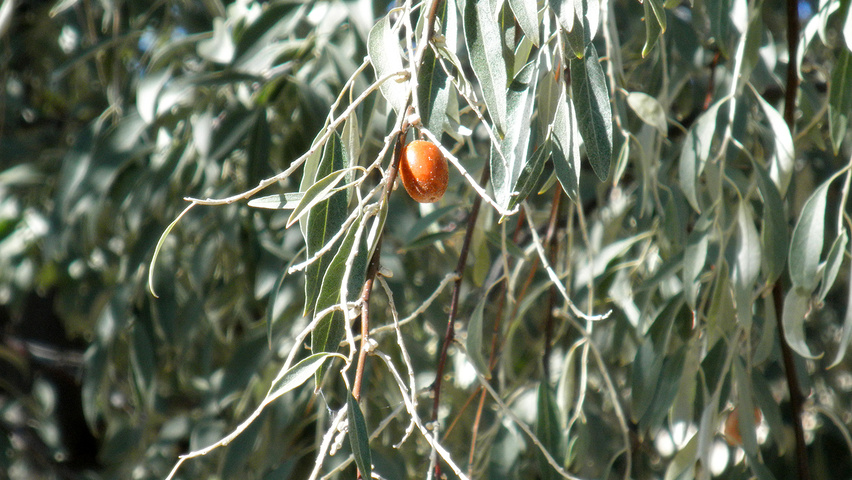 Elaeagnus angustifolia vrucht