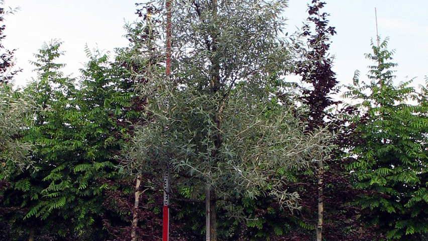 Elaeagnus angustifolia hoogstam