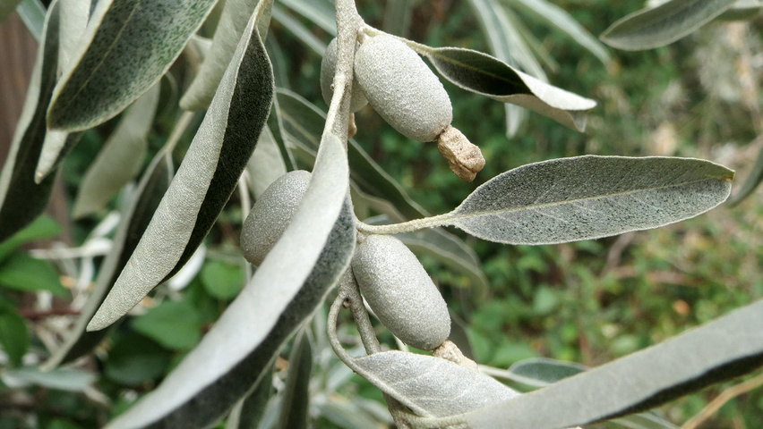 Elaeagnus angustifolia blad