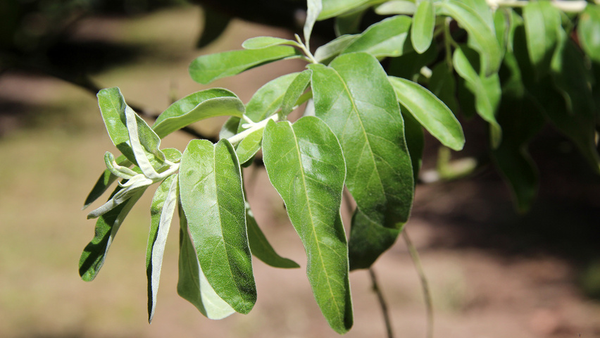 Elaeagnus angustifolia blad