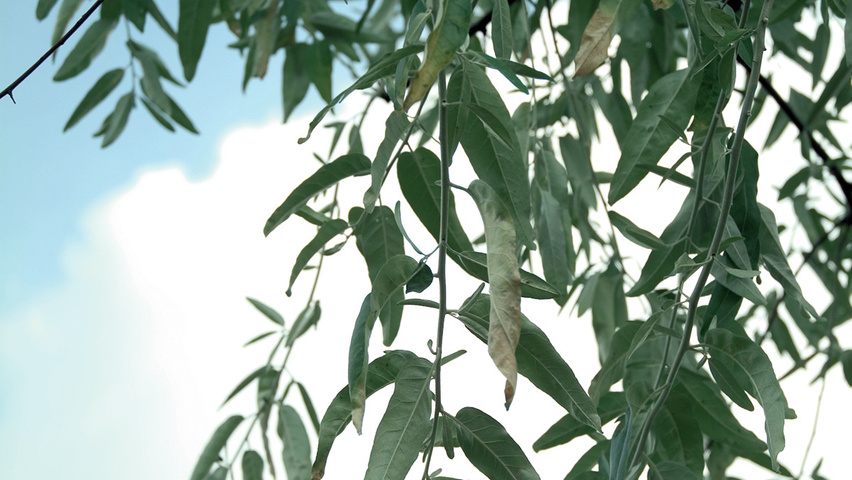 Elaeagnus angustifolia blad