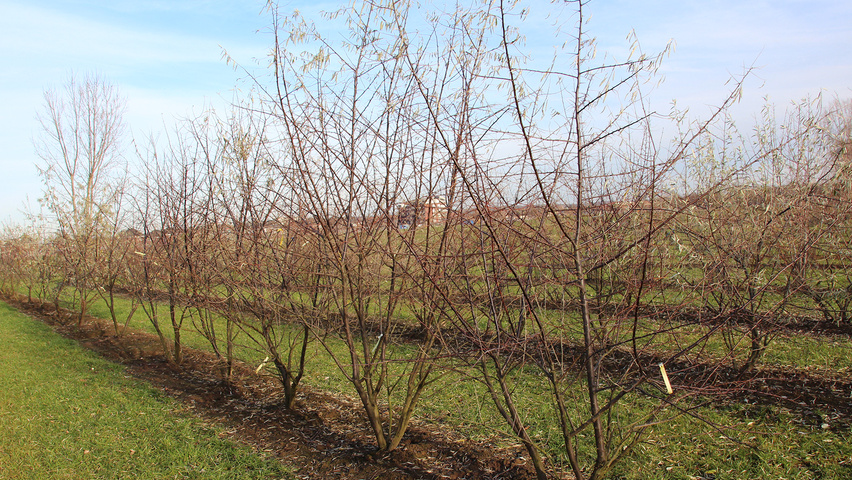 Elaeagnus angustifolia meerstammig