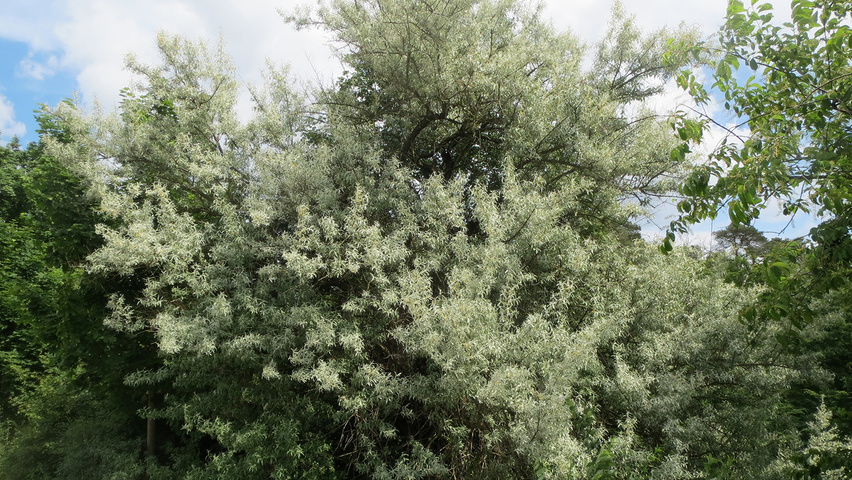 Elaeagnus angustifolia solitair heesters