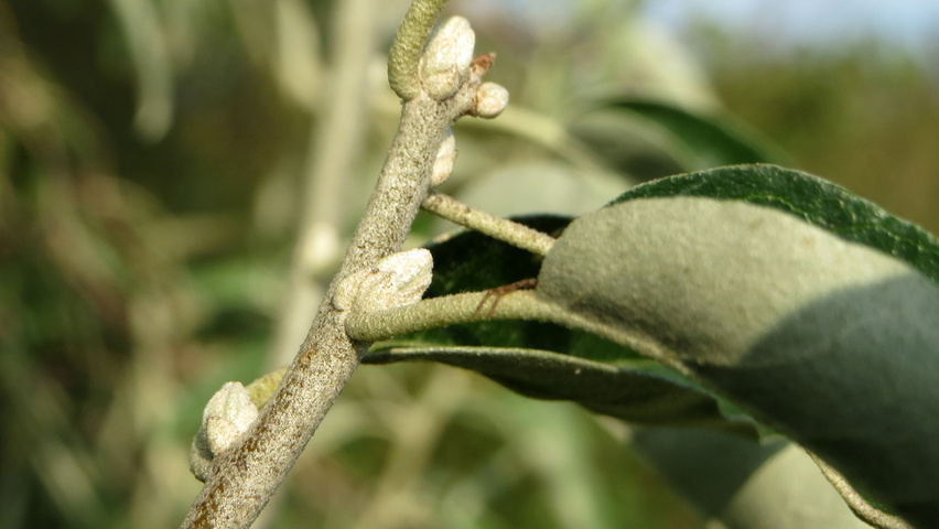 Elaeagnus angustifolia twijgen