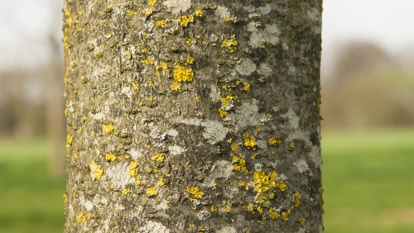 Elaeagnus commutata bark