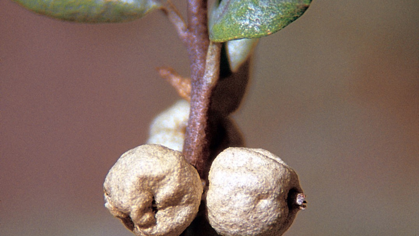 Elaeagnus commutata fruits