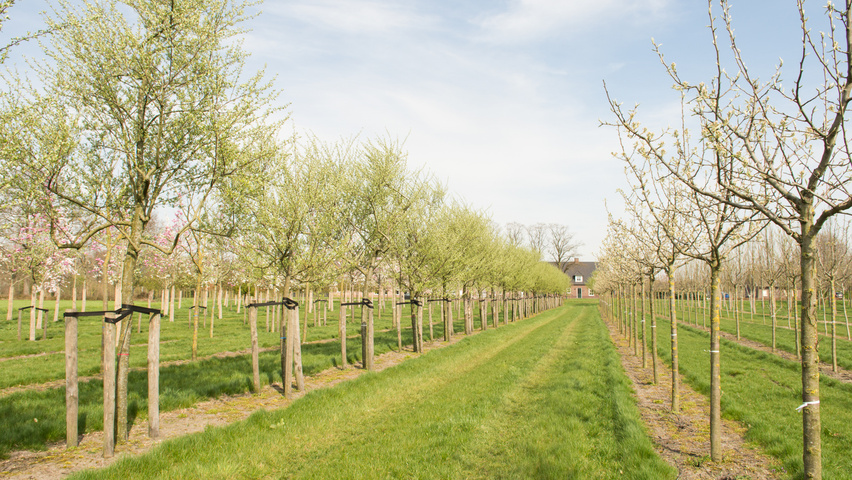 Elaeagnus commutata half-stem