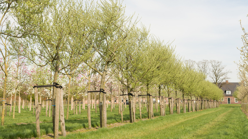 Elaeagnus commutata half-stem