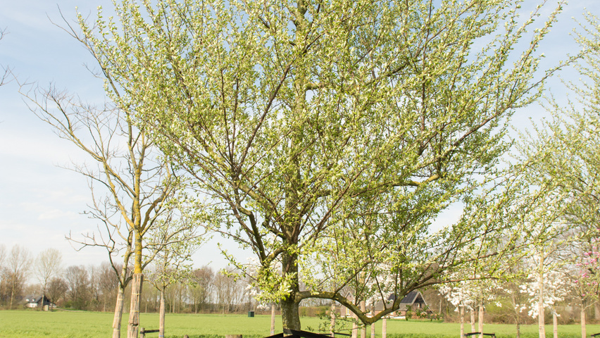 Elaeagnus commutata half-stem