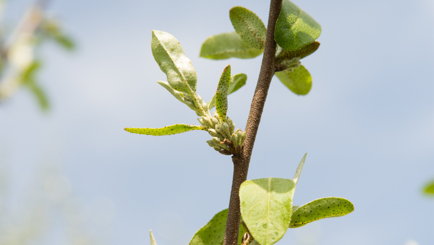 Elaeagnus commutata leaves