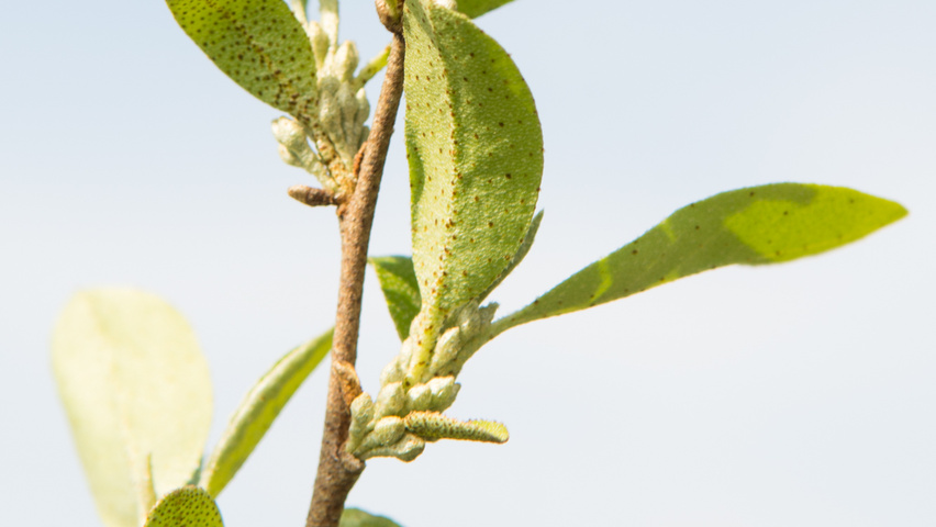 Elaeagnus commutata leaves