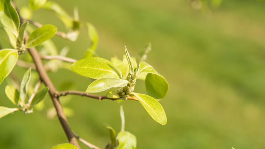Elaeagnus commutata leaves