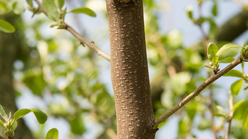 Elaeagnus commutata twigs