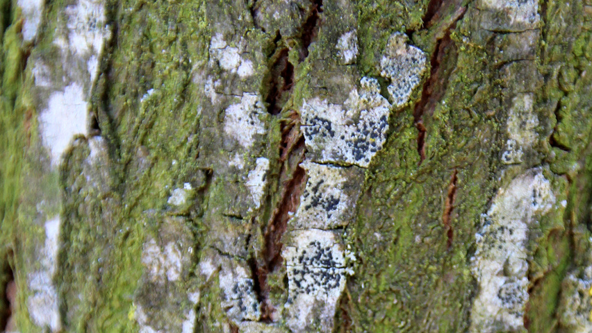 Elaeagnus multiflora bast