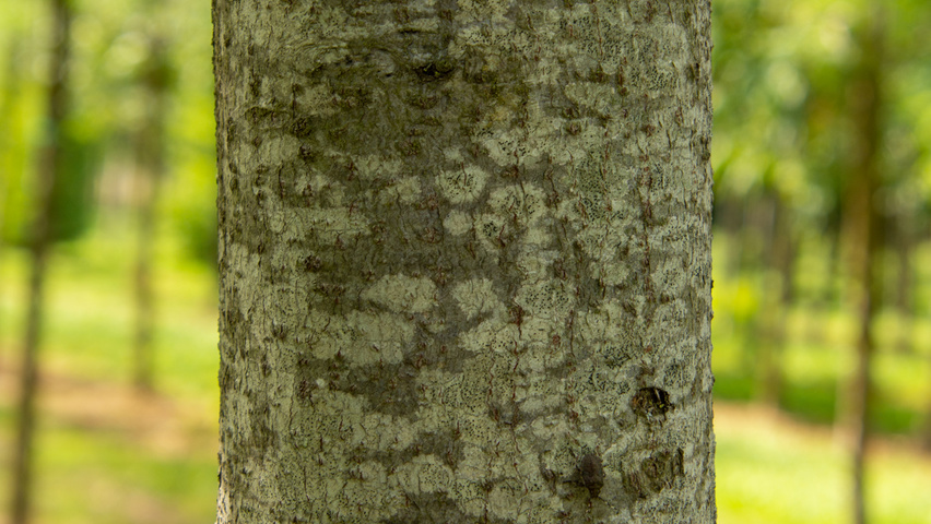 Elaeagnus multiflora bast