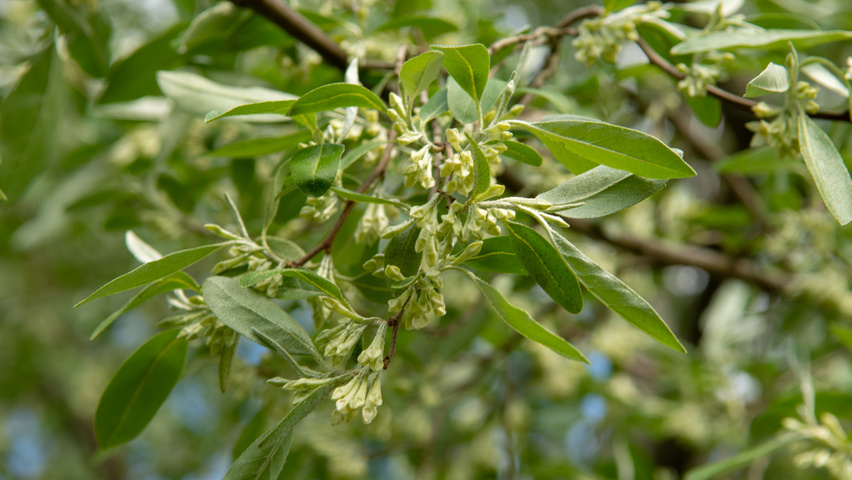Elaeagnus multiflora bloem