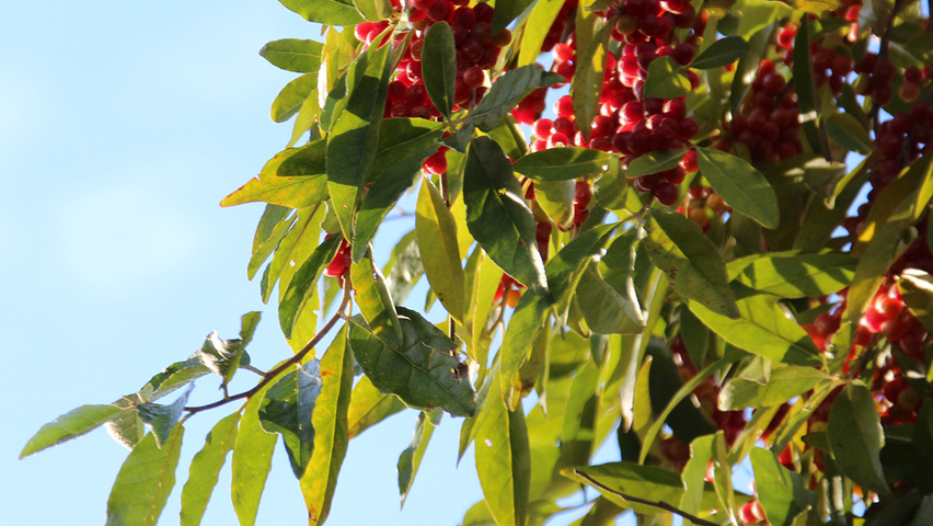 Elaeagnus multiflora vrucht