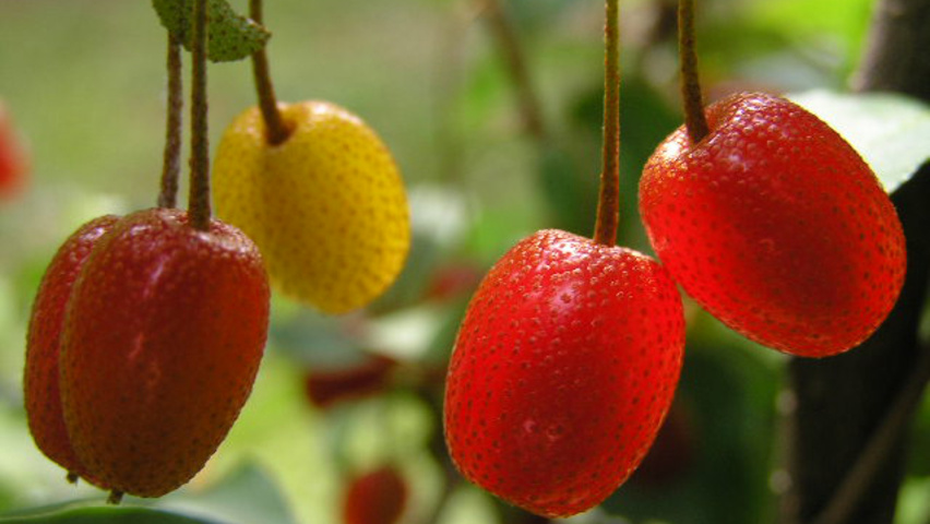 Elaeagnus multiflora vrucht