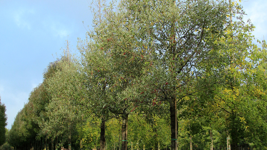 Elaeagnus multiflora hoogstam