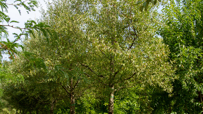 Elaeagnus multiflora hoogstam