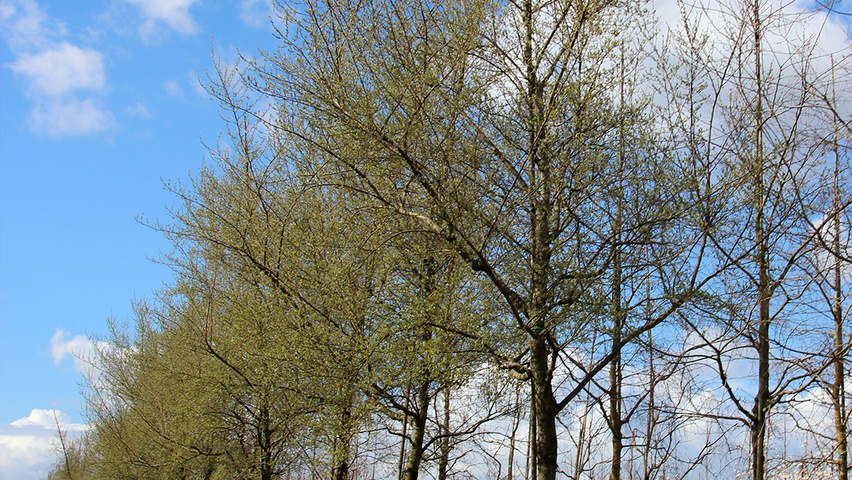 Elaeagnus multiflora hoogstam