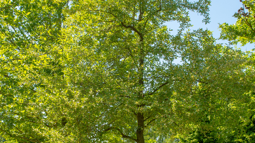 Elaeagnus multiflora hoogstam