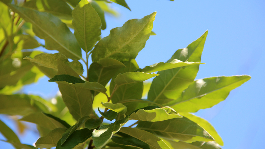 Elaeagnus multiflora blad