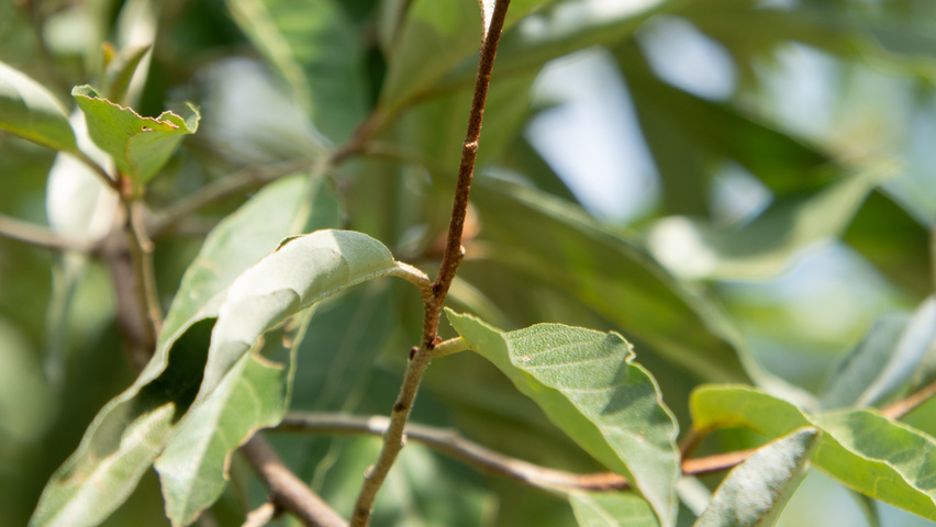 Elaeagnus multiflora blad