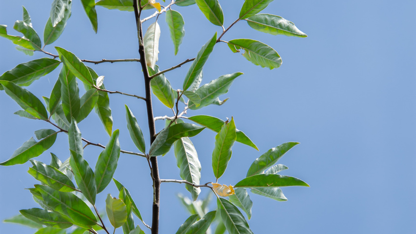 Elaeagnus multiflora blad