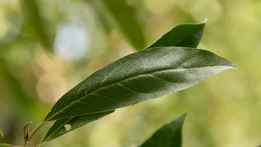 Elaeagnus multiflora blad