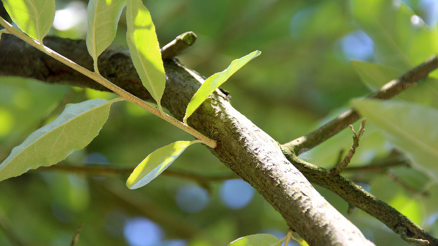 Elaeagnus multiflora twijgen