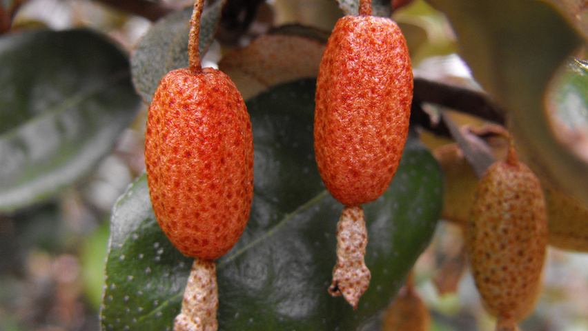 Elaeagnus pungens fruits