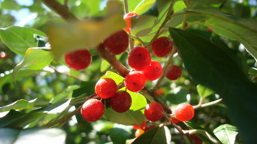 Elaeagnus umbellata vrucht