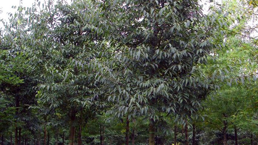 Elaeagnus umbellata hoogstam