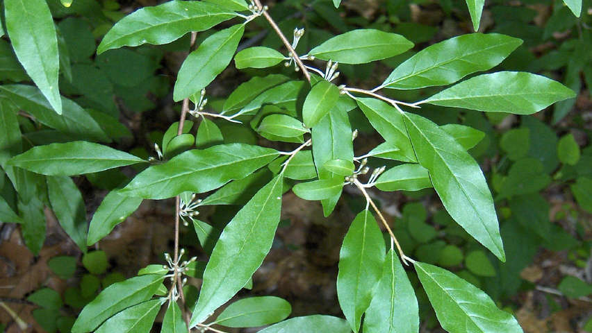 Elaeagnus umbellata blad
