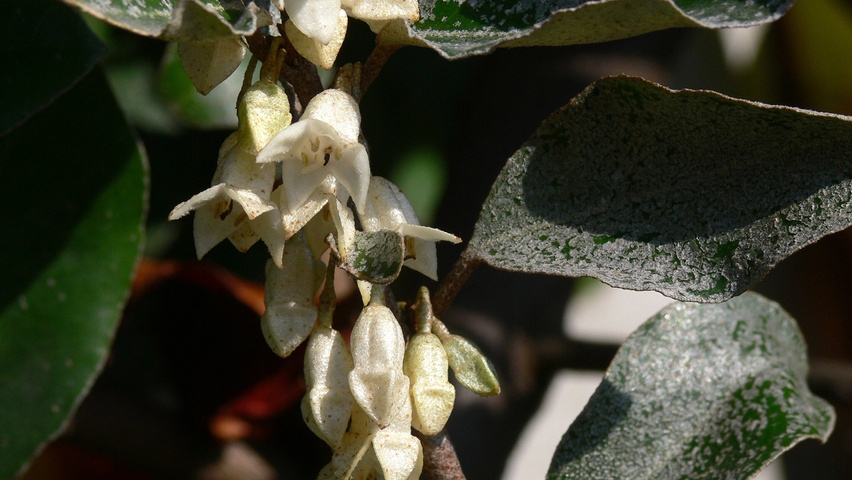 Elaeagnus x ebbingei цветки