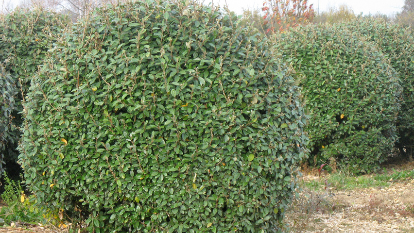 Elaeagnus x ebbingei шар