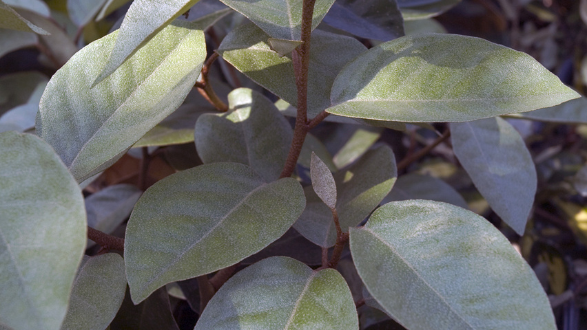 Elaeagnus x ebbingei листья