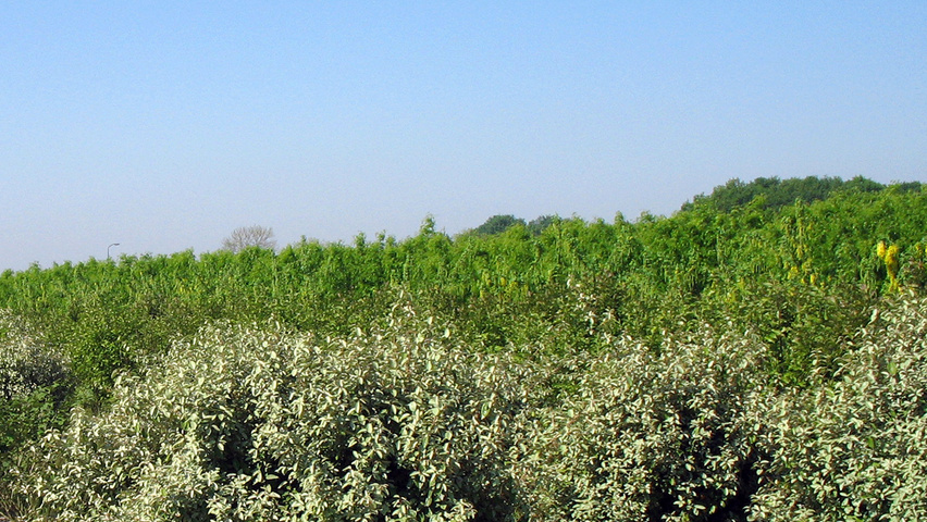 Elaeagnus x ebbingei Кустарники-солитеры