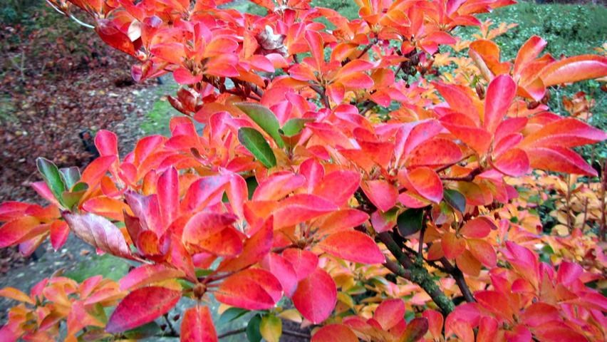 Enkianthus campanulatus autumn leaves