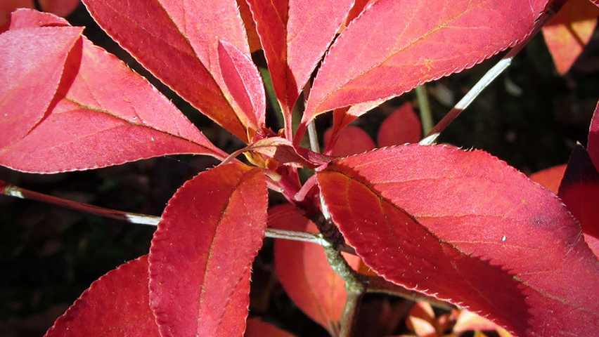 Enkianthus campanulatus autumn leaves