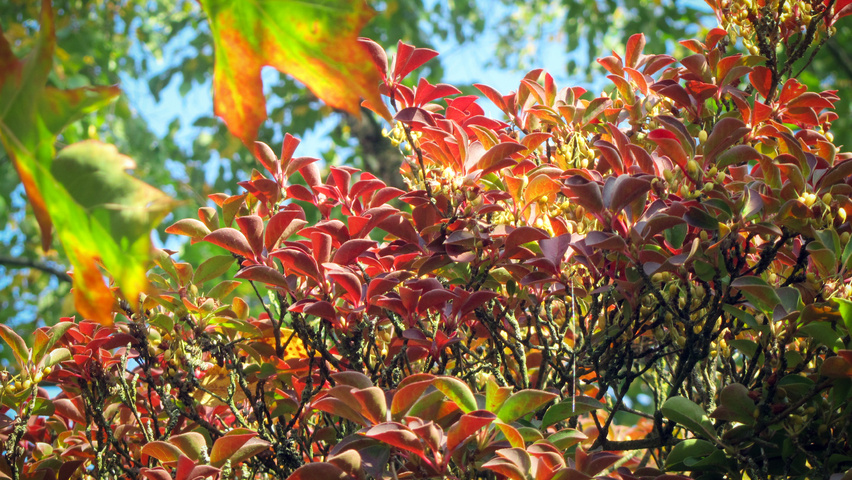 Enkianthus campanulatus autumn leaves
