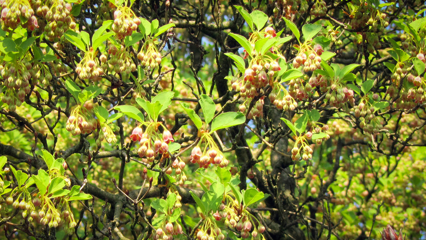 Enkianthus campanulatus flowers