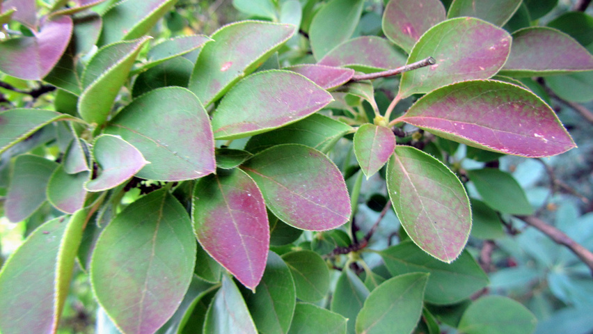 Enkianthus campanulatus leaves