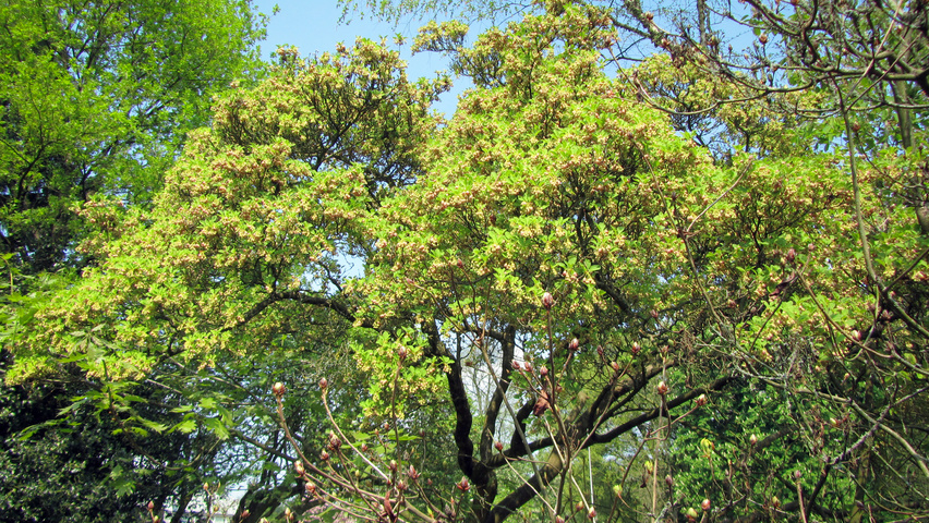Image of Enkianthus campanulatus in a forest setting