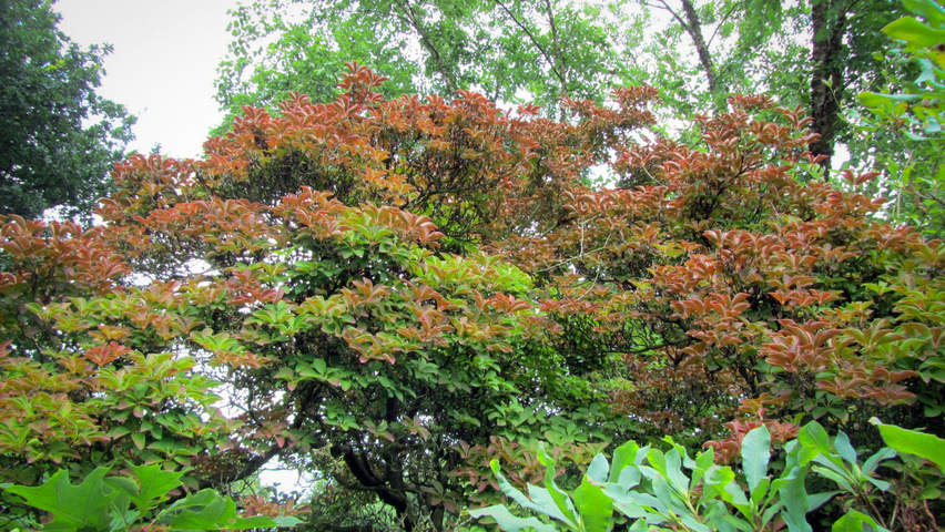 Enkianthus campanulatus solitary shrubs