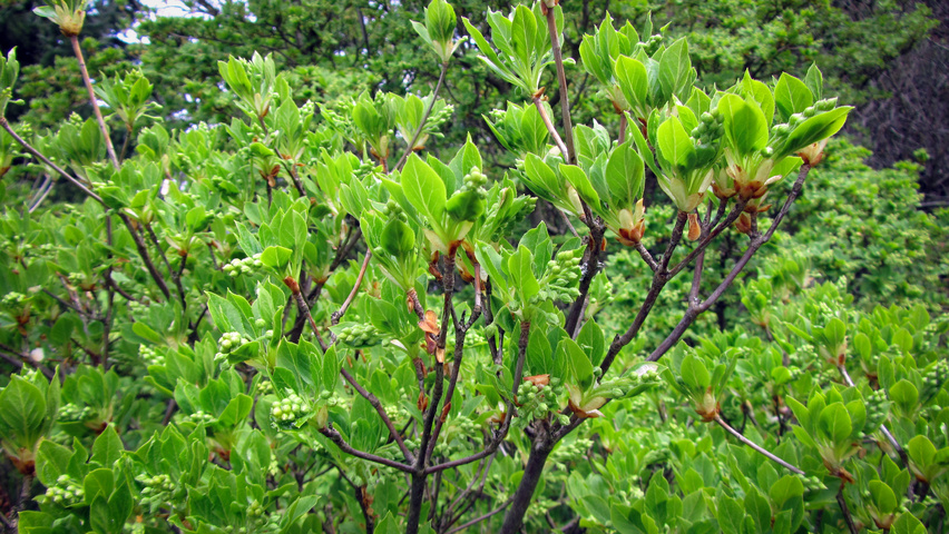 Enkianthus campanulatus twigs