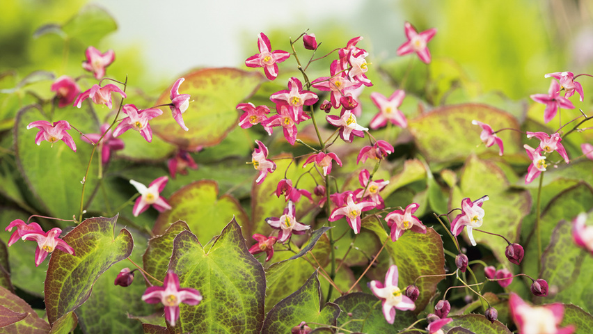 Epimedium x rubrum | TreeEbb | Cистема онлайн-поиска деревьев | Питомник  Ebben