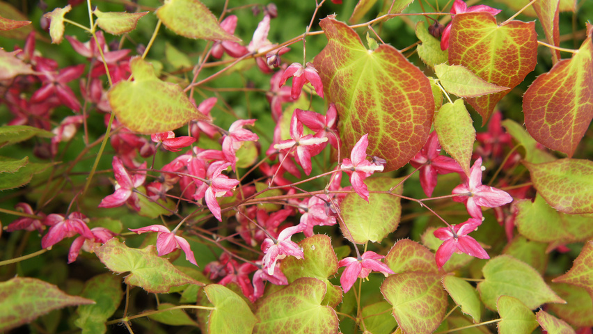 Epimedium x rubrum flowers