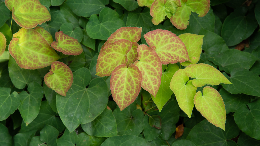 Epimedium x rubrum leaves